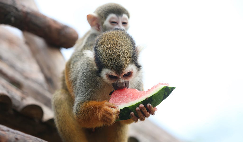 Tiere Wassermelone essen