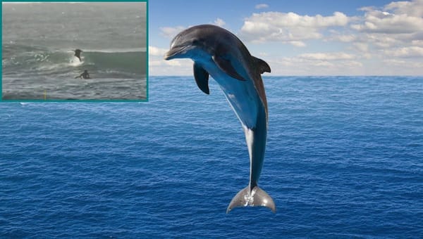 Delfin mit Surfer kollidiert