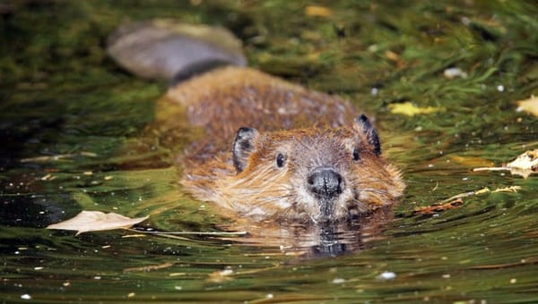 Wenn Biber Bäume fällen: So bekam ein Pärchen die Macht der Natur zu spüren