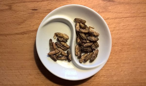 Wie schmecken Insekten