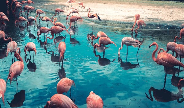 Warum sind Flamingos rosa